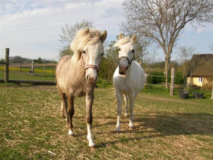 Welsh Pony (sec B) bregneklints melody - melody og mor (molly) på folden ;p -30. april. næsten 1 år billede 8