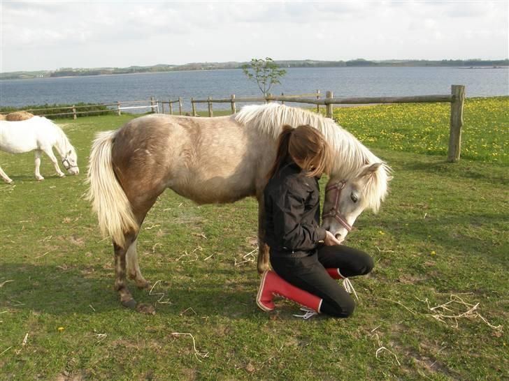 Welsh Pony (sec B) bregneklints melody - min nysgerrige melody. billede 9