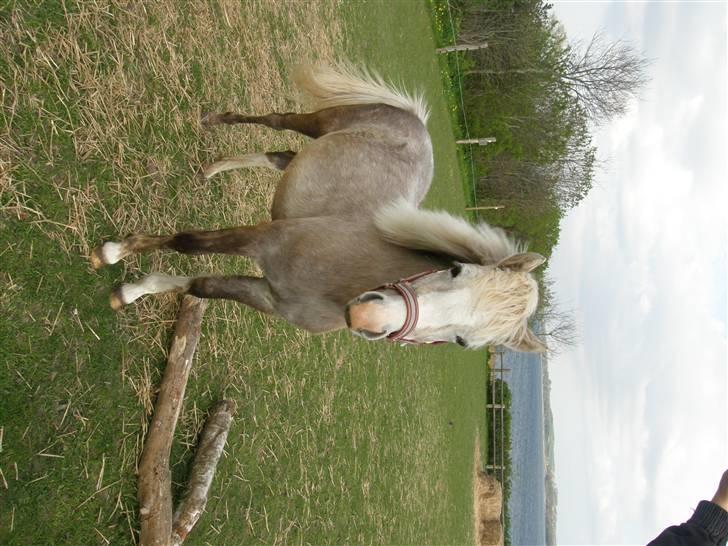 Welsh Pony (sec B) bregneklints melody - låååååfve you billede 10