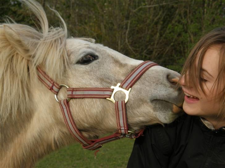 Welsh Pony (sec B) bregneklints melody - melody er vild med at slikke en i ansigtet ;s hehe ;p billede 11