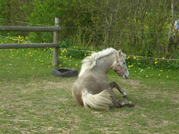 Welsh Pony (sec B) bregneklints melody - har lige rullet sig billede 12