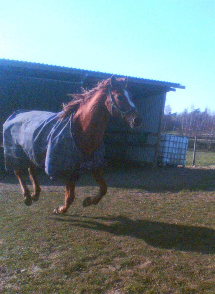 Anden særlig race Spitfire † - dejligt med en fræser tur i folden.. billede 20