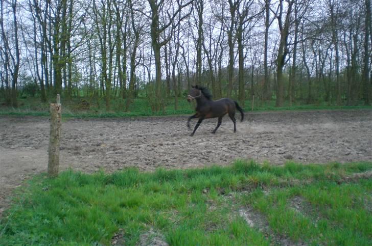 Traver Ginkgo Star billede 5