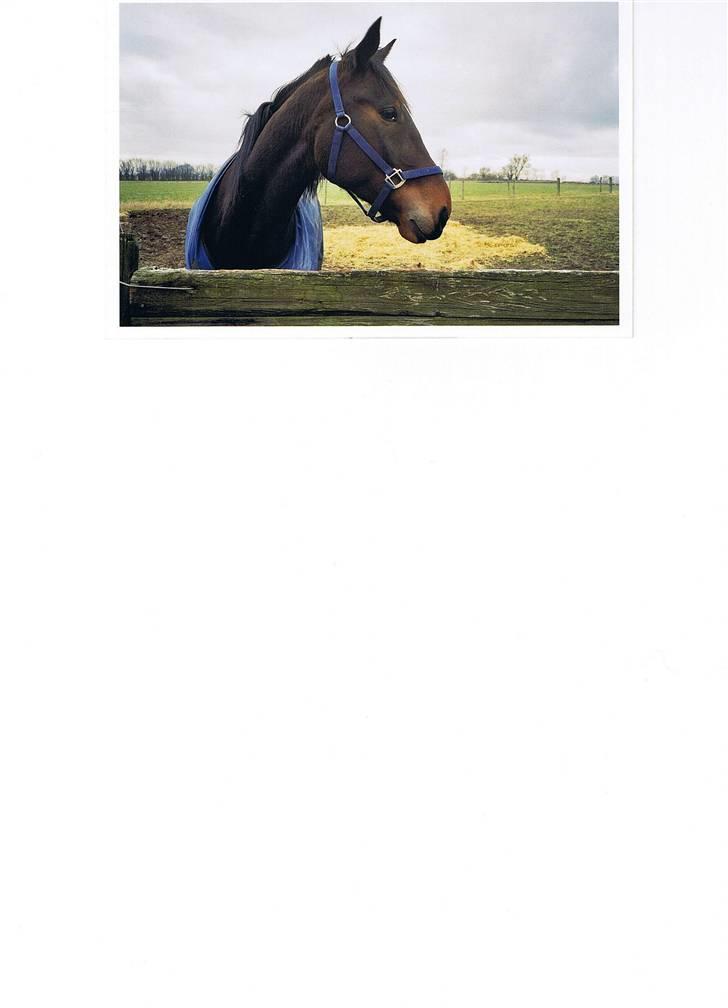 Traver Ginkgo Star - Ginkgo lige da han var kommet hjem fra travbanen. billede 6