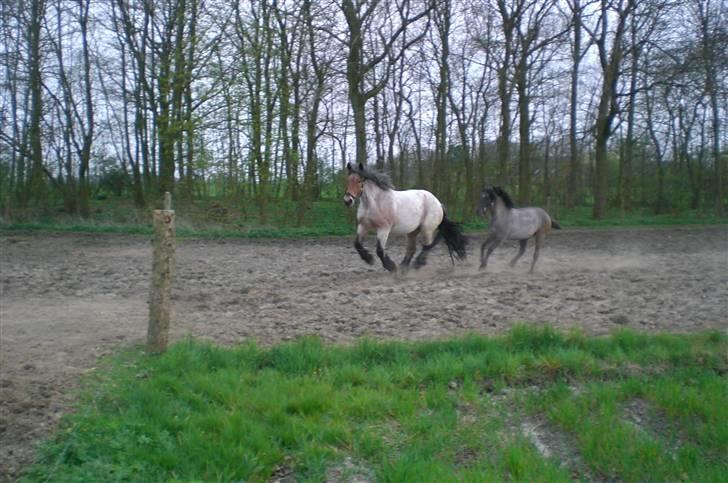 Belgier Dalmoses Bertha (solgt) - Der er lige fløjtet efter os, og det betyder mad. billede 2