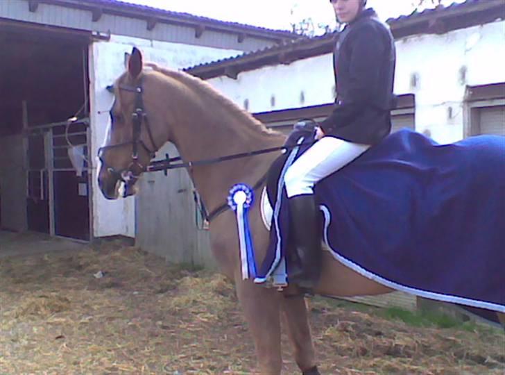 Anden særlig race The Showman - til vores første stævne billede 2