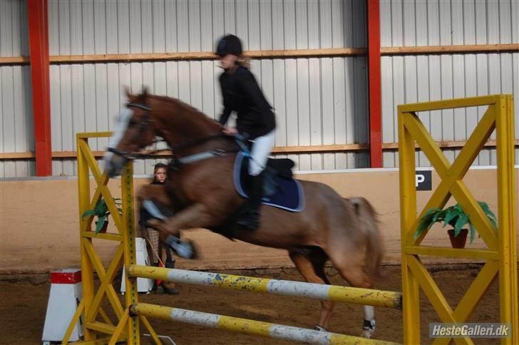 Anden særlig race The Showman - fordi vi to ? kan allt<3 elsker diig hest<3 billede 3