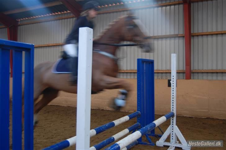 Anden særlig race The Showman - hmm, spriing igen<3 billede 4