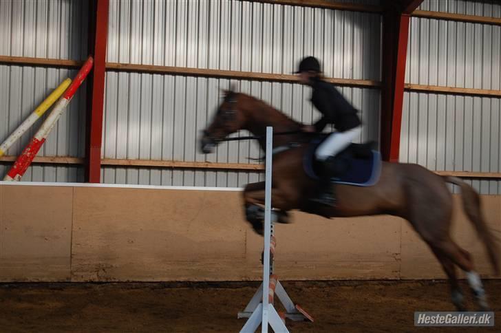 Anden særlig race The Showman - <33 ily billede 6