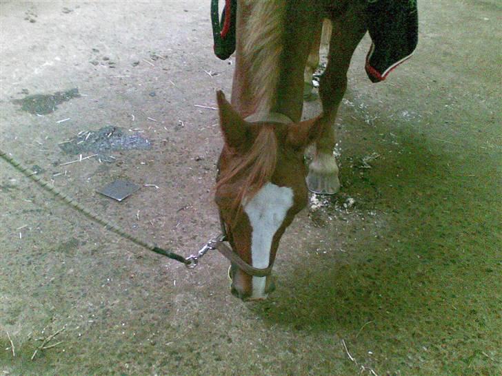 Anden særlig race The Showman - spring igen igen<3 billede 7