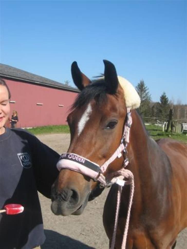 DSP Ginger Queen - Ginger Queen billede 1