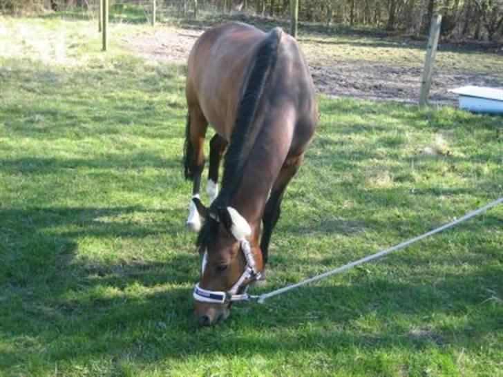 DSP Ginger Queen billede 2