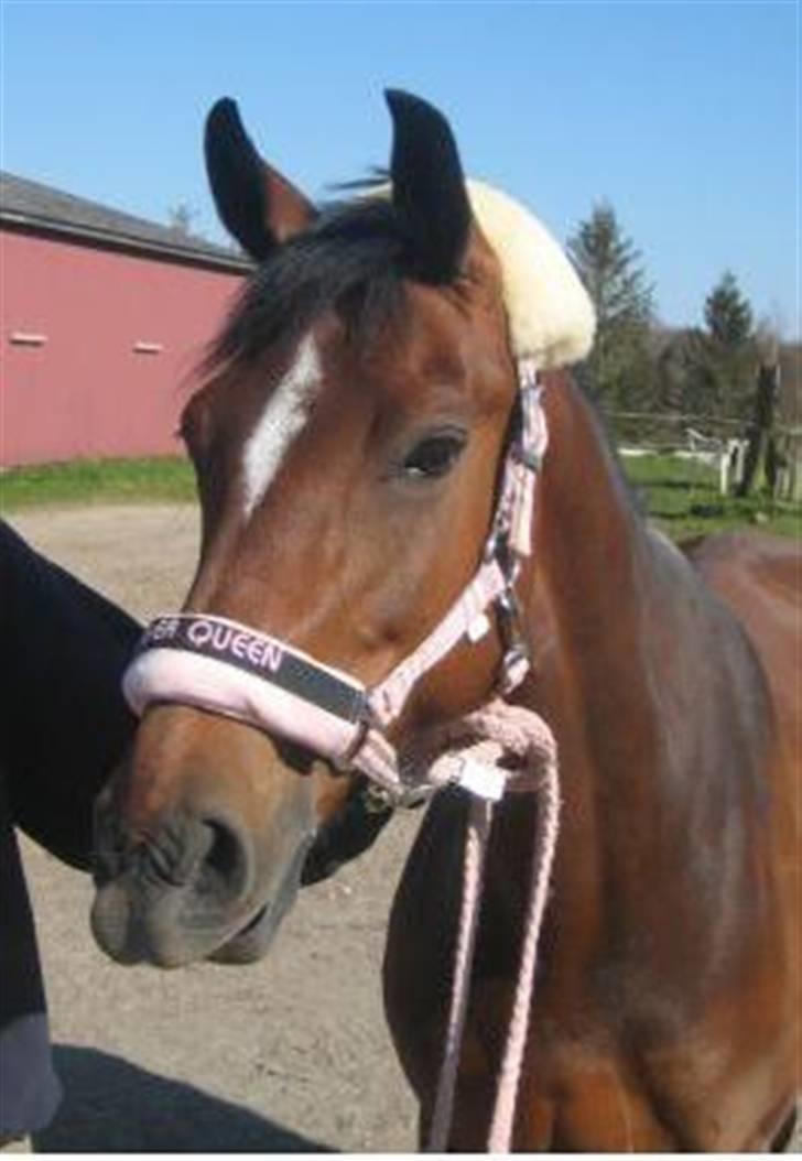 DSP Ginger Queen billede 3