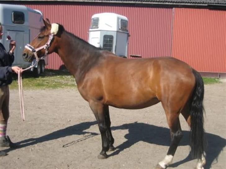 DSP Ginger Queen billede 4