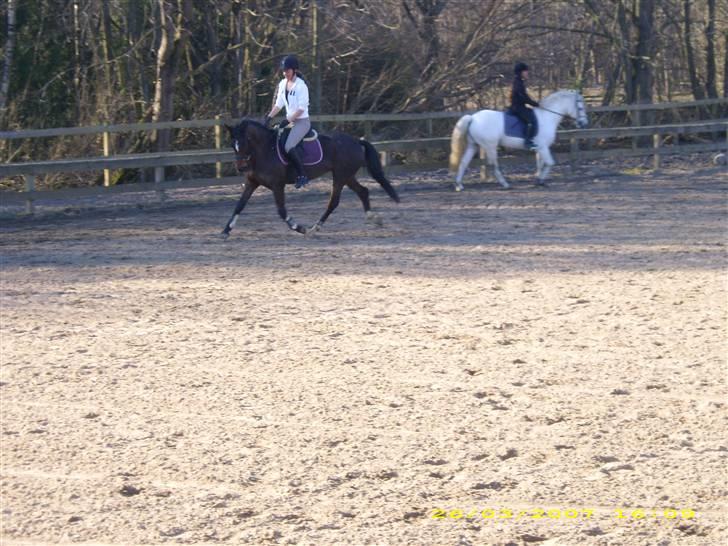 DSP Ginger Queen billede 5