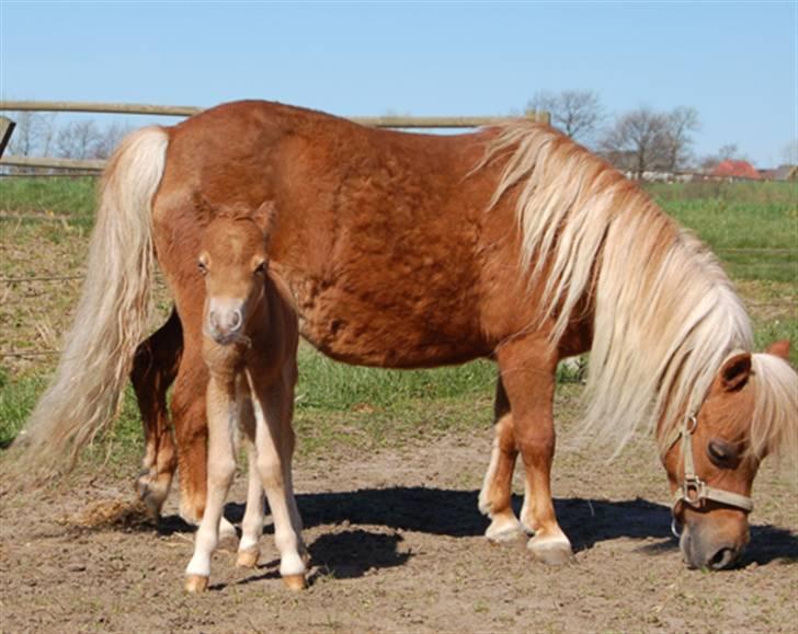 Dansk Miniature Egehøjs Red Hot Double Sh - 20.04.08 billede 9