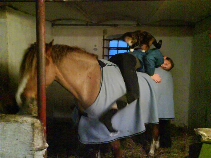 Welsh Pony (sec B) Låddenhøjs Swingboy SOLGT - dejlige stalden<3 billede 14