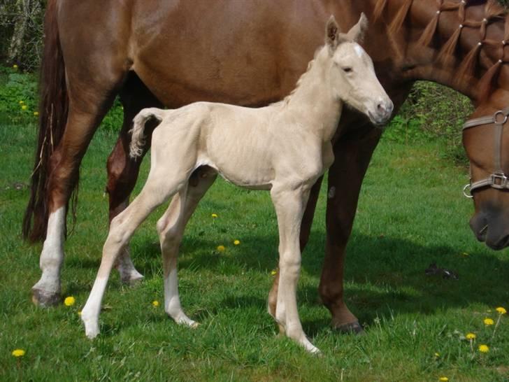 Palomino Gold Magnum X *SOLGT* billede 5