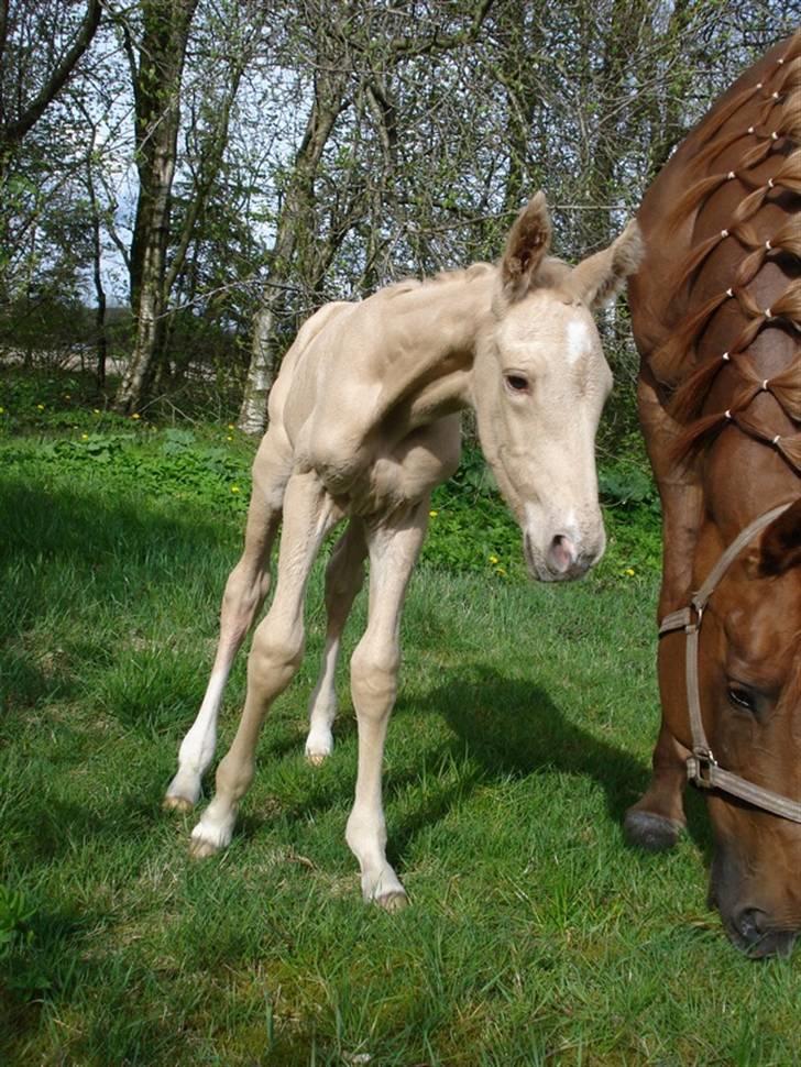 Palomino Gold Magnum X *SOLGT* billede 6