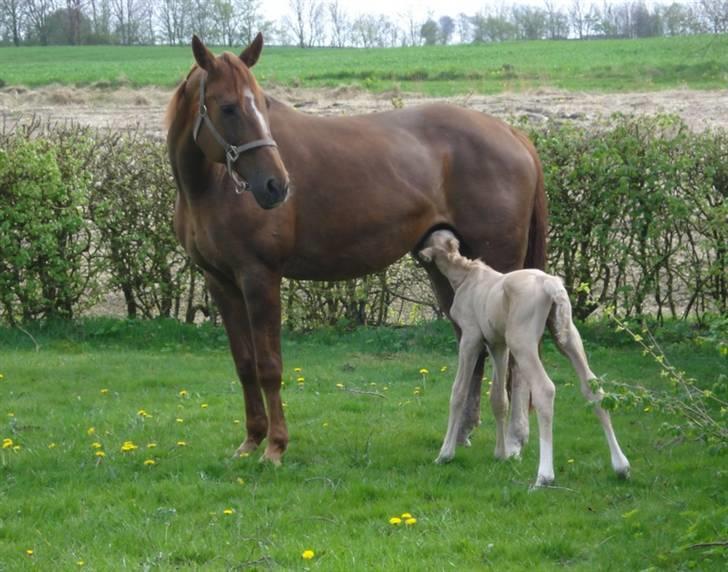 Palomino Gold Magnum X *SOLGT* billede 7