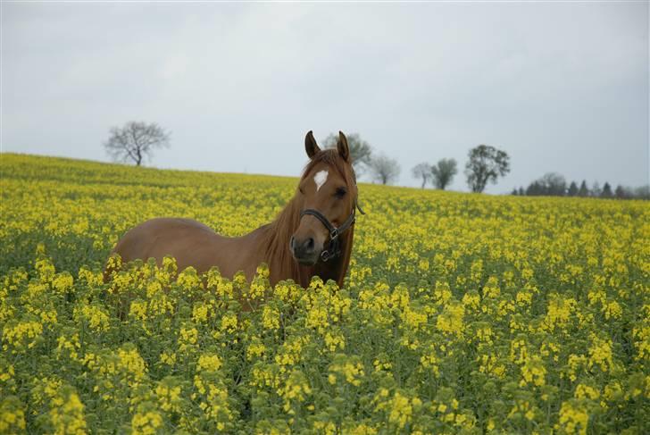 Arabisk fuldblod (OX) Ca Bonito billede 15