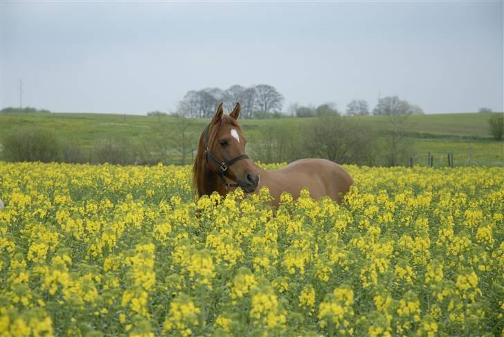 Arabisk fuldblod (OX) Ca Bonito billede 16