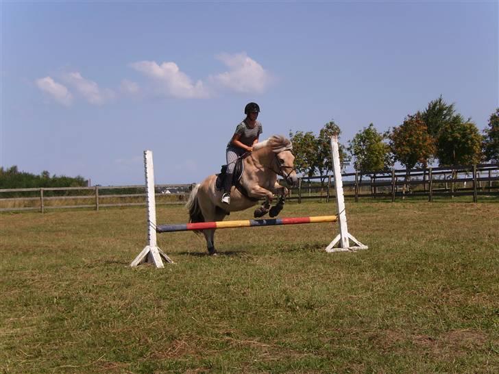 Fjordhest Herkules <3 billede 3