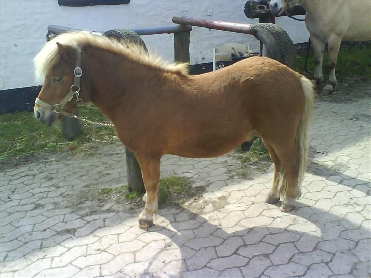 Shetlænder Casey # Solgt # - Casey Forår 2008 billede 7