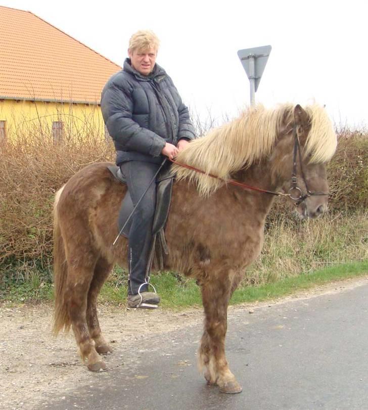 Islænder sindri fra øxl - sindri er meget koncentreret og lytter til sin rytter billede 5