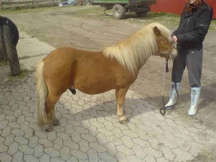 Shetlænder Casey # Solgt # - Casey Forår 2008 billede 8