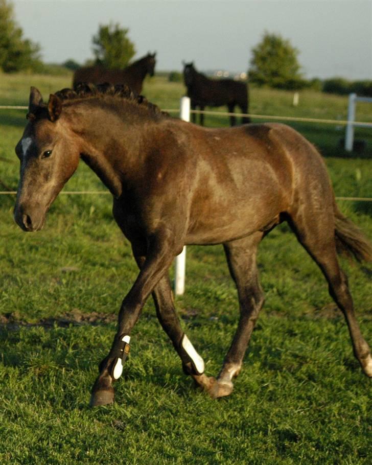 New Forest Cavallino - SOLGT billede 1