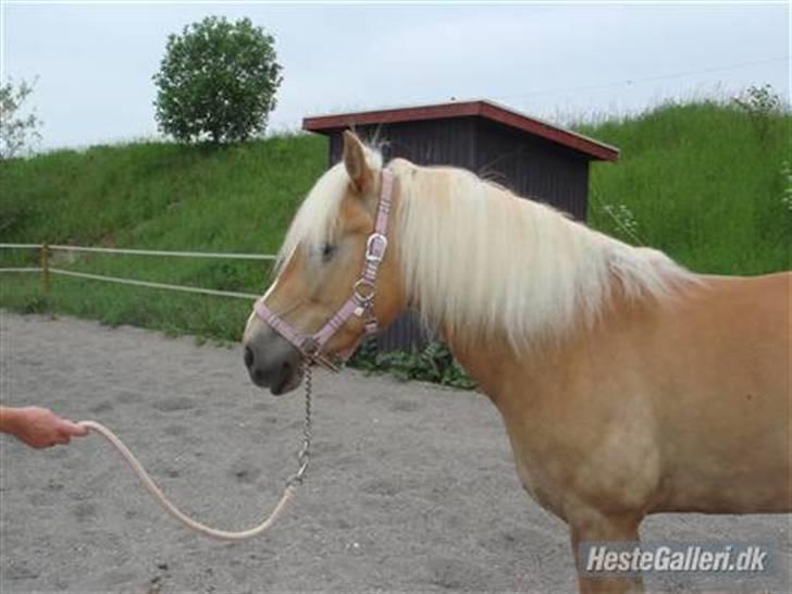 Haflinger Meike - solgt -  - meike om sommeren 2007. billede 5