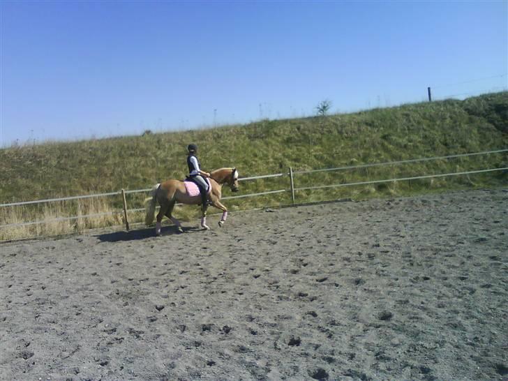 Haflinger Meike - solgt -  - vii elsker lyserød :) billede 6