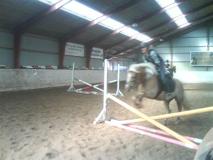 Haflinger Meike - solgt -  - springnng kæft det sjovt hvem glemmer ALTID banen? : mig? xD billede 7
