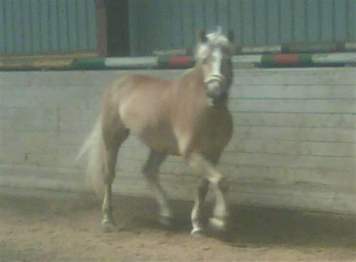 Haflinger Meike - solgt -  - Meike er løs i ridehuset. billede 8