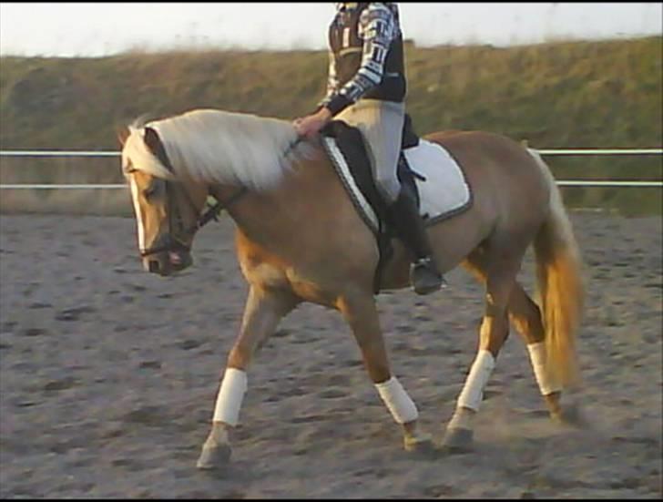 Haflinger Meike - solgt -  - til undervisning :D billede 9