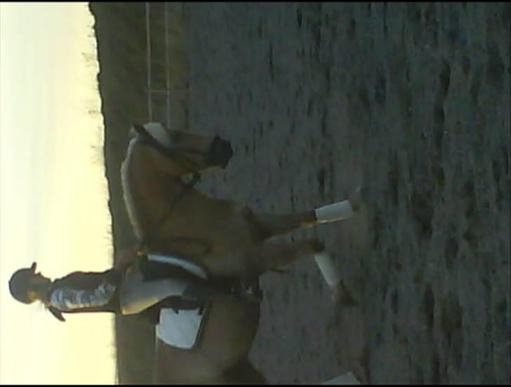 Haflinger Meike - solgt -  - hun var så´e sød den aften :D billede 10