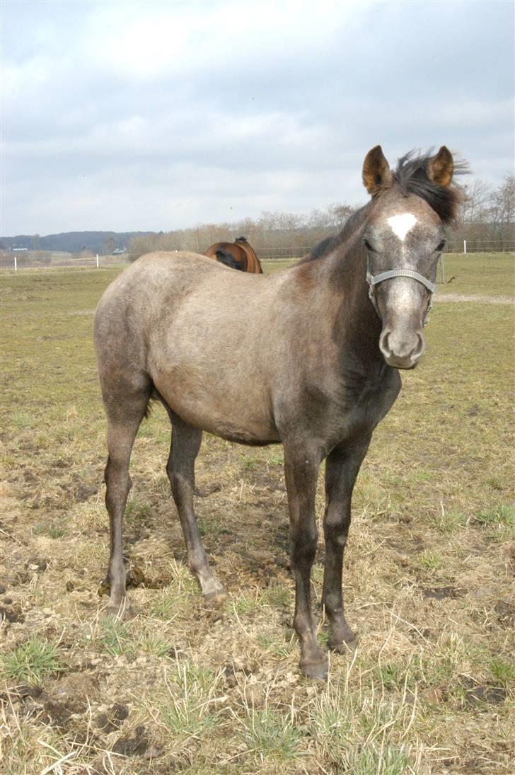 New Forest Cavallino - SOLGT billede 4