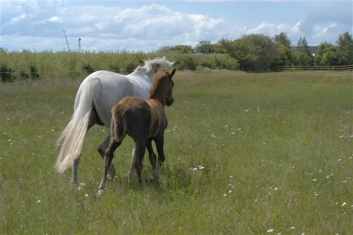 New Forest Cavallino - SOLGT - Cavallino 11 uger gammel og helt mørkegrå på benene :D billede 6