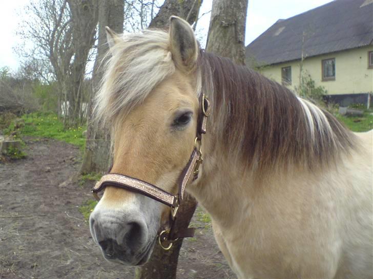 Fjordhest Fleur billede 12