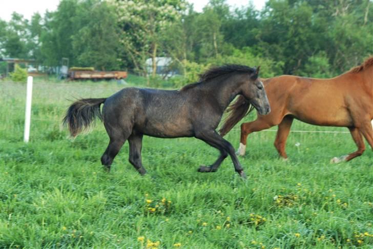 New Forest Cavallino - SOLGT - Cavallino er nu 1 år gammel. billede 7