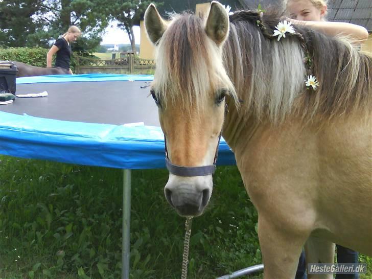 Fjordhest Fleur billede 13