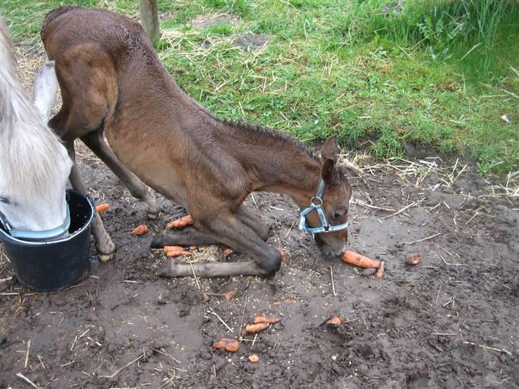 New Forest Cavallino - SOLGT - det er altså lettest at sidde på forknæene når man vil slikke lidt på mors gulerødder! billede 8