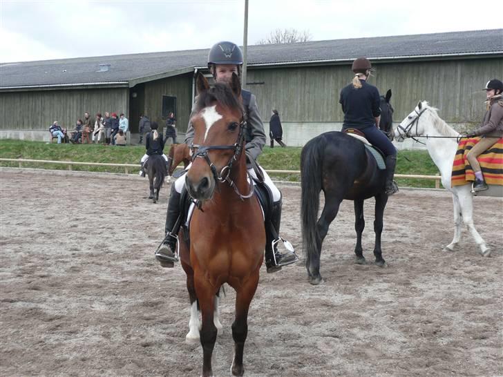 Anden særlig race Miss Anton*savnes* - smil til fotografen<33 billede 6