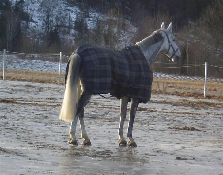 Oldenborg Lena 296 billede 4