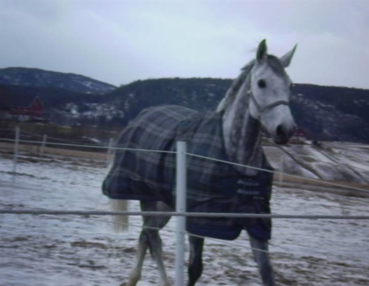 Oldenborg Lena 296 billede 5