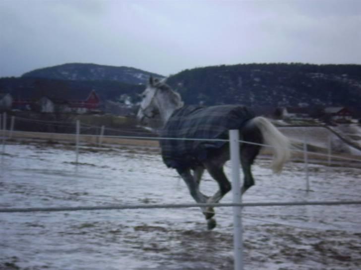 Oldenborg Lena 296 - løpe løpe ;) billede 6