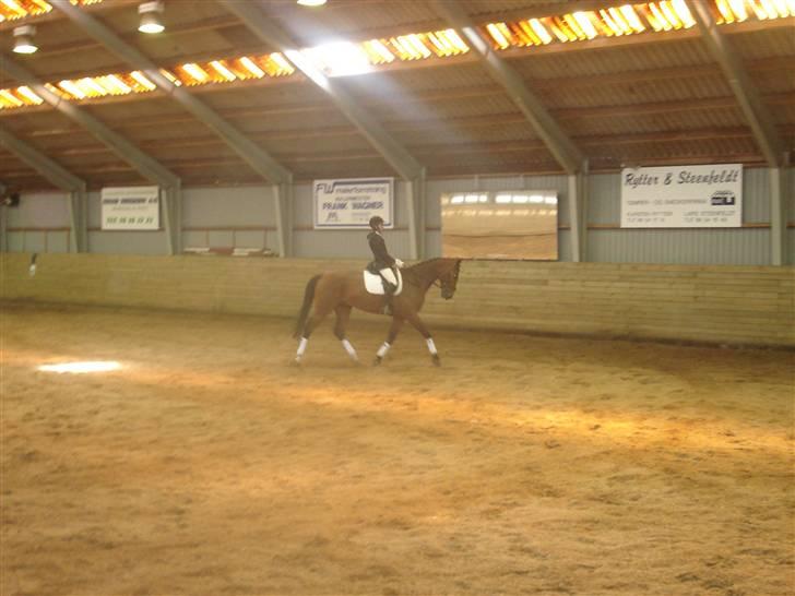 Dansk Varmblod Poseidon - stevne mariager billede 10