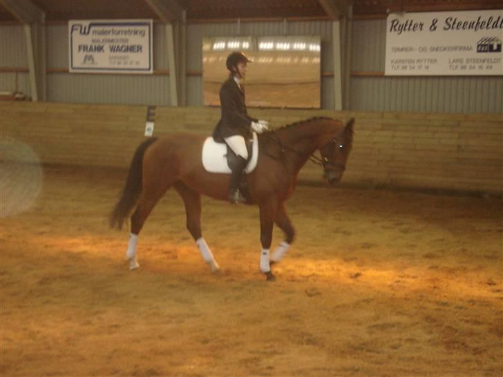 Dansk Varmblod Poseidon billede 11