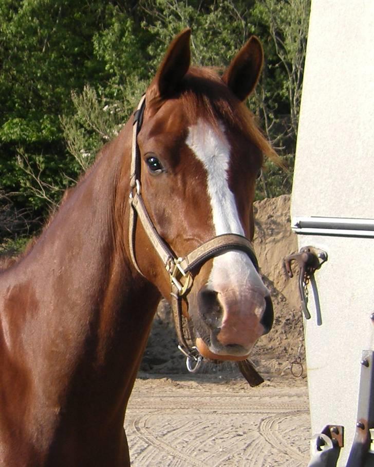 Sportsaraber (A) min smukke Joy  pynter på himmelen nu - "If God made anything more beautiful than a horse,
he kept it for himself" billede 11